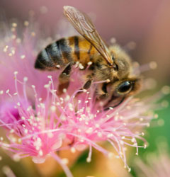 Bienen